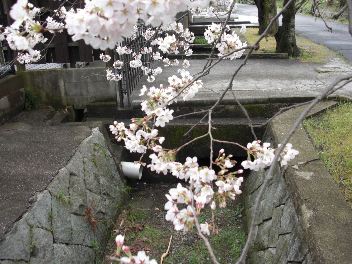 守山（滋賀）の桜