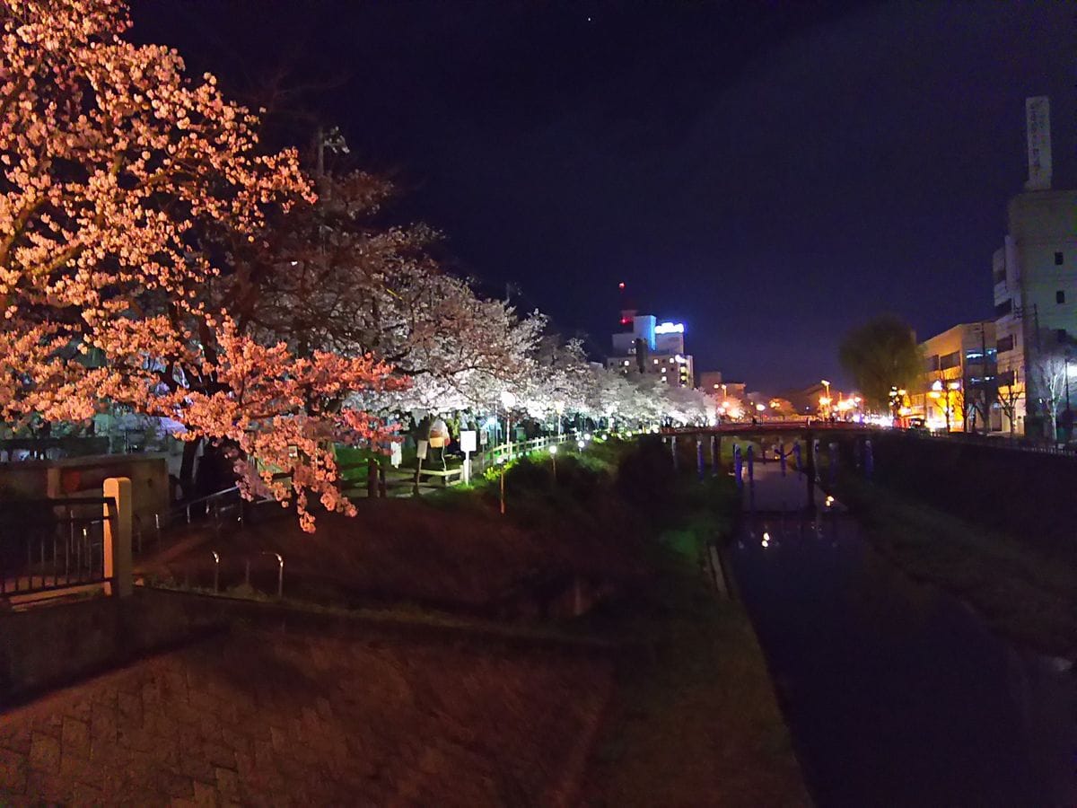 満開の桜🌸