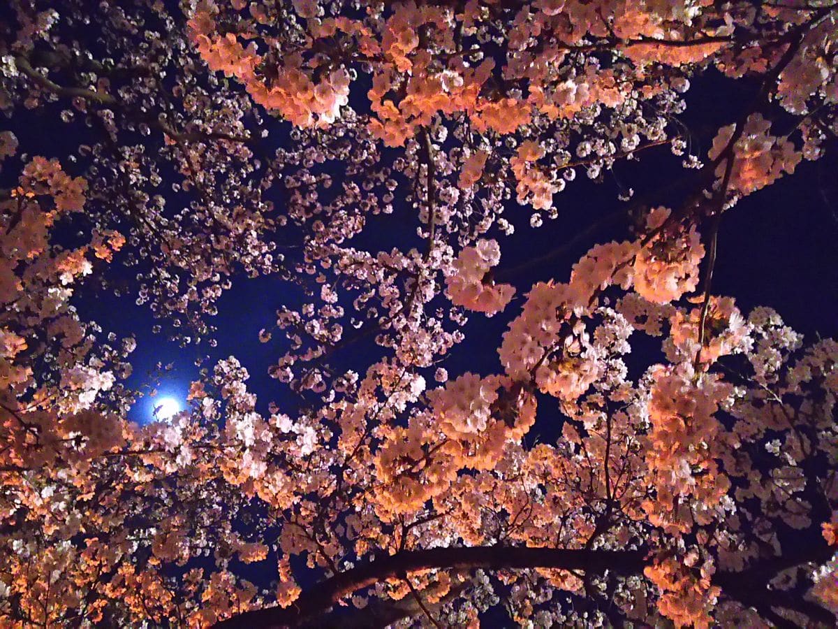 満開の桜🌸