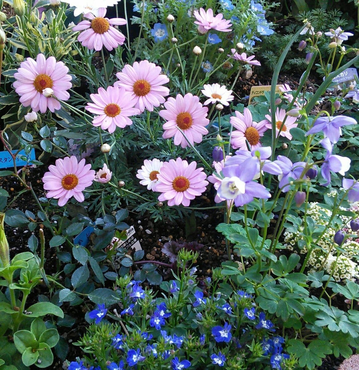 🌻ピンクの花たち～💕