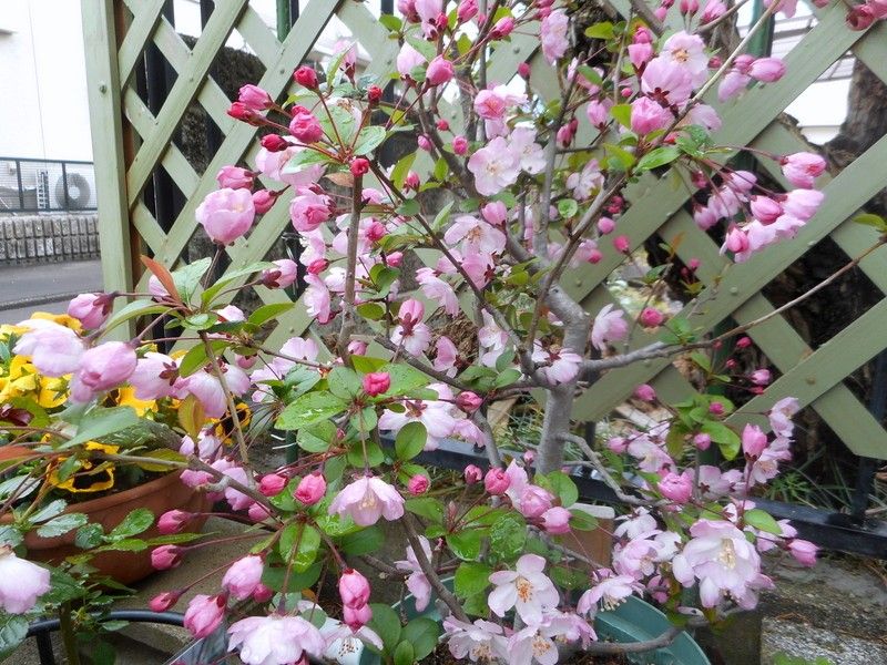 花海棠が満開になりました(^^♪