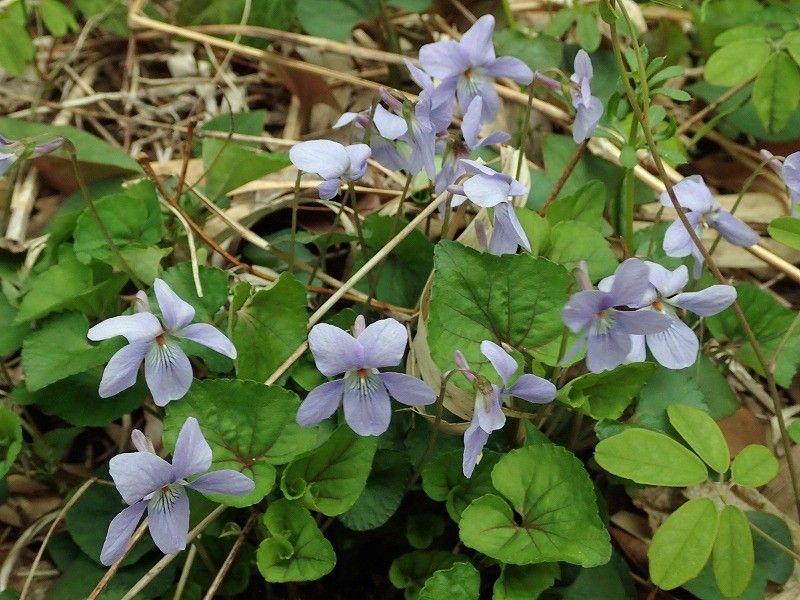 タチツボスミレの花