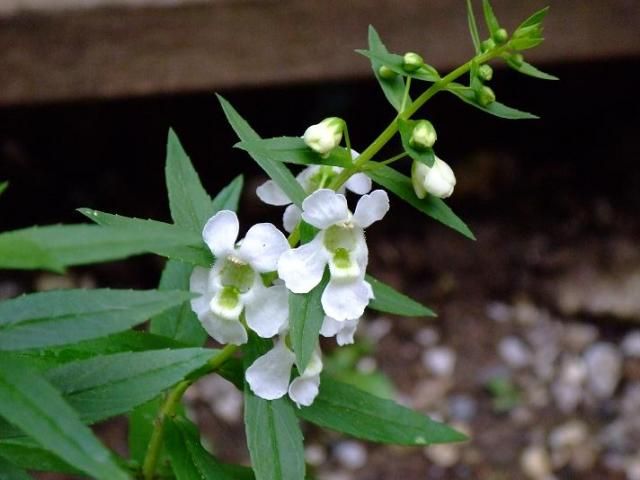 母の押し花