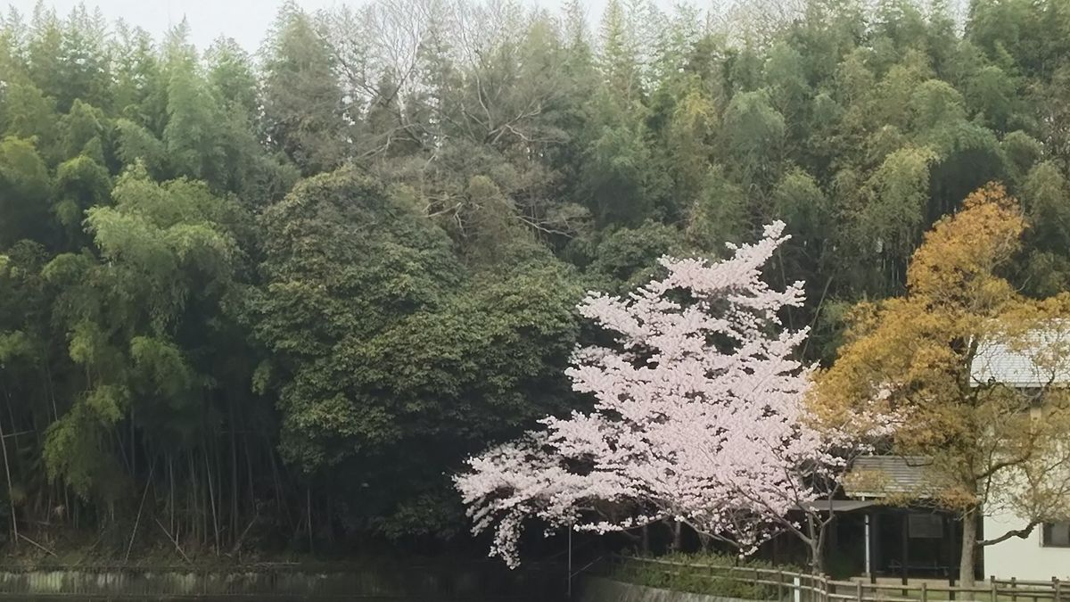 昨日は園芸教室、本日はお花見(*￣∇￣*)トミー