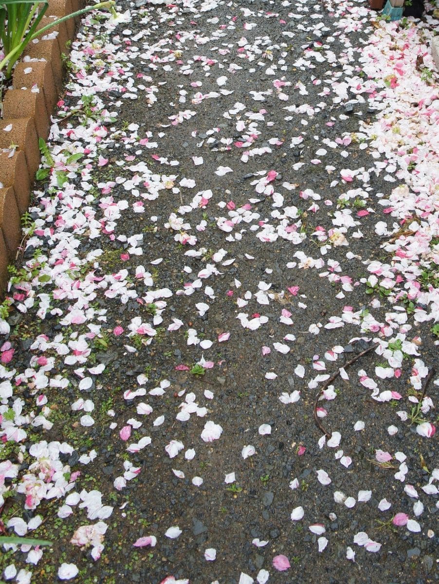 春本番ですが雨～咲くもの散るもの