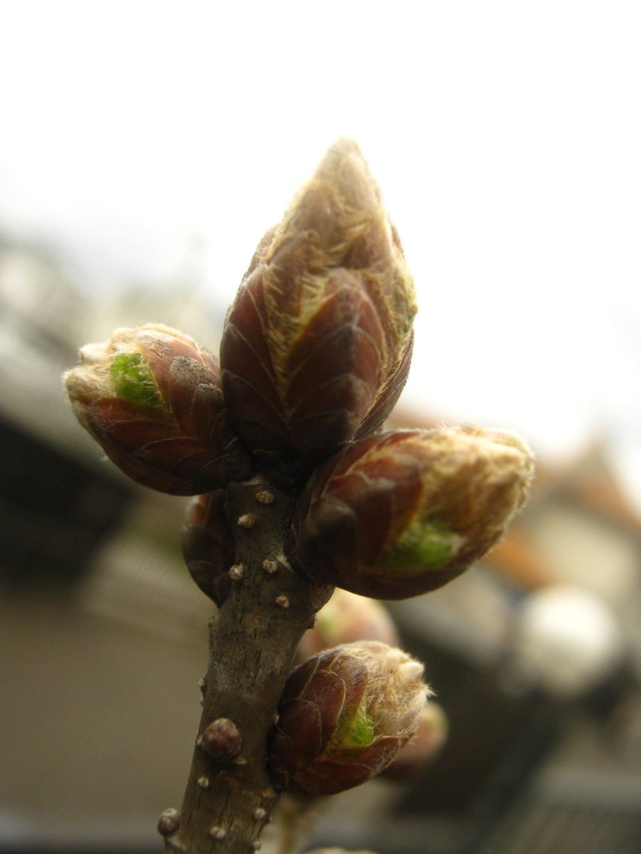 どんぐりの木の芽吹き