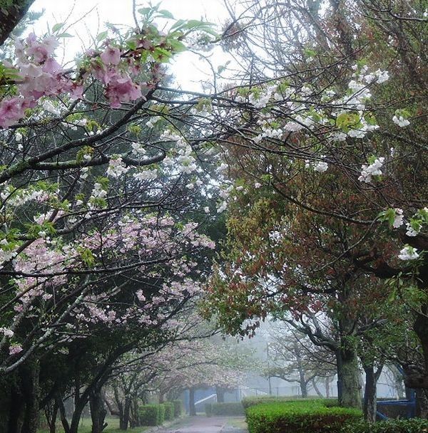 霧の桜並木