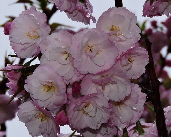 霧の桜並木