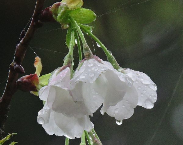 霧の桜並木