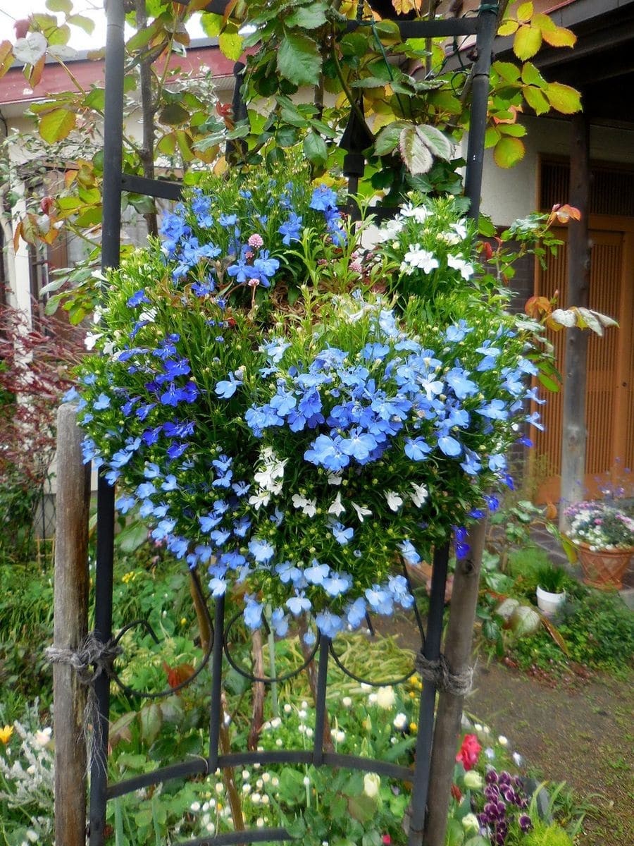 まるで菜種梅雨！？みたい・・・