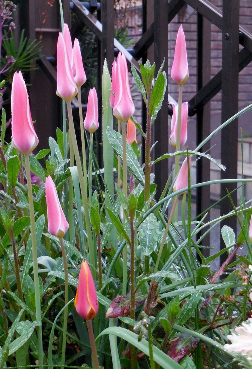 まるで菜種梅雨！？みたい・・・