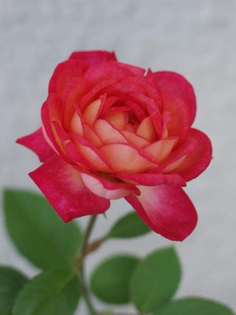 最近の園芸作業（薔薇）