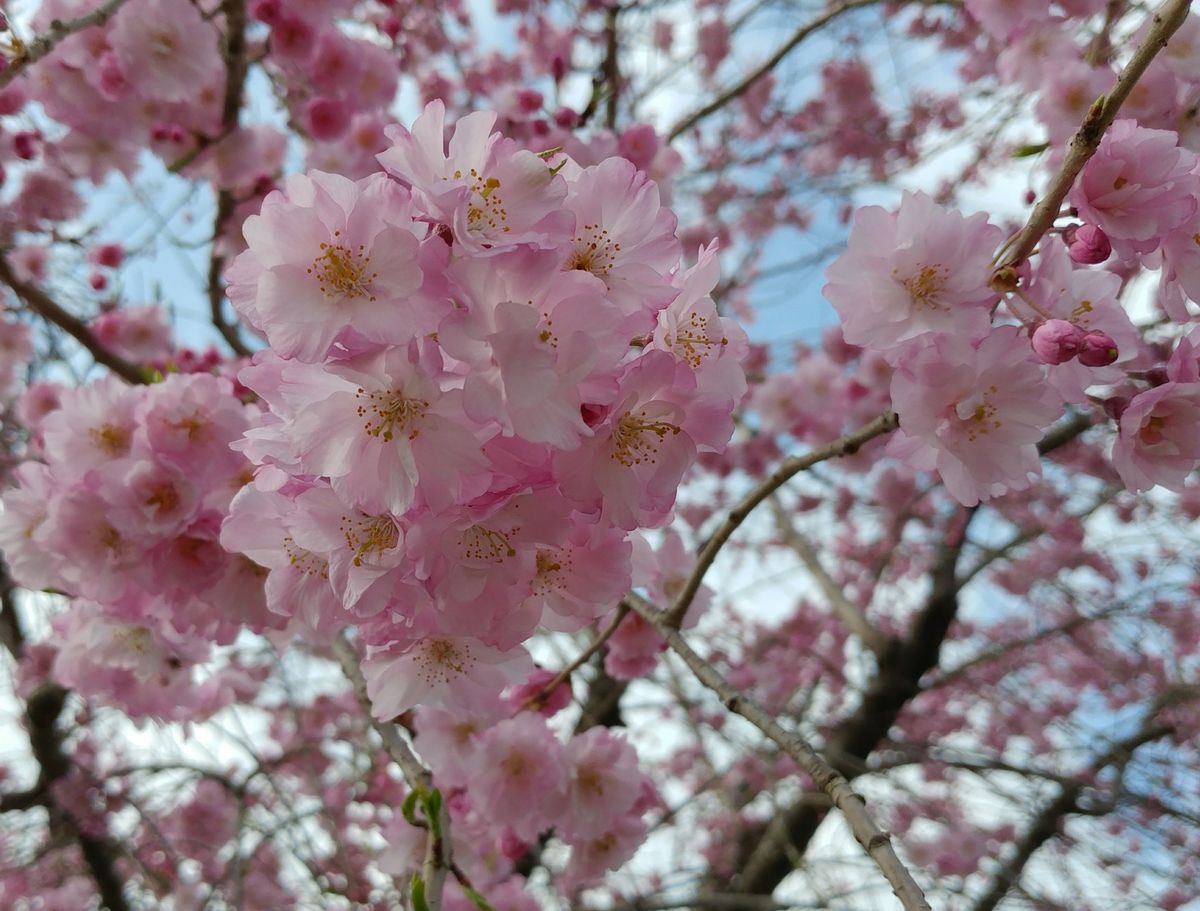 青空を求めて🌸お花見