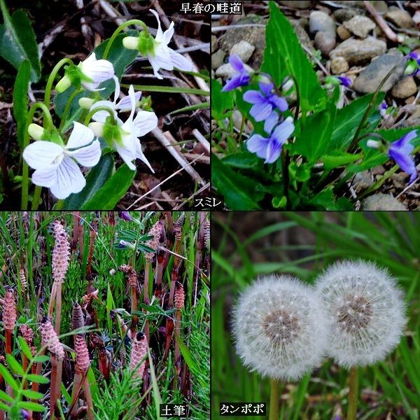 春の小川は・・・・。ウォーキングMS⑤63日目(1523日目)