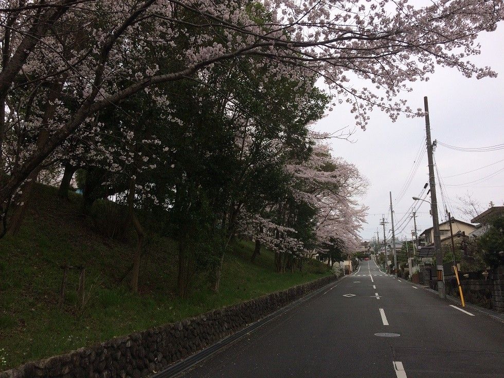 入学式の桜