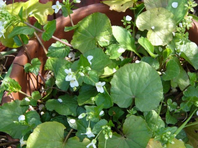 ワサビの花