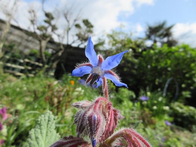 ブルー系のお花