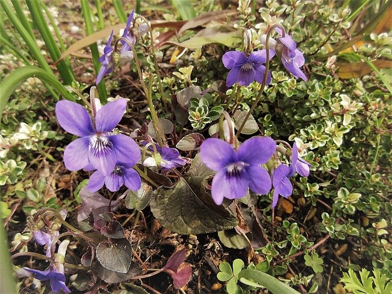 ブルー系のお花