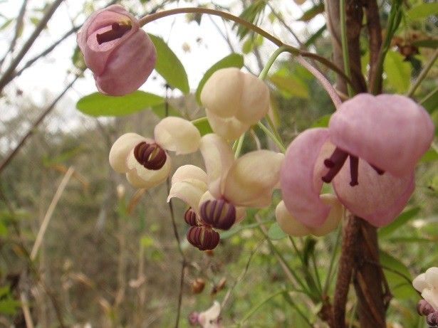 アケビの花