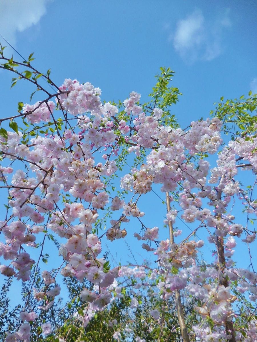 今日の花・・・