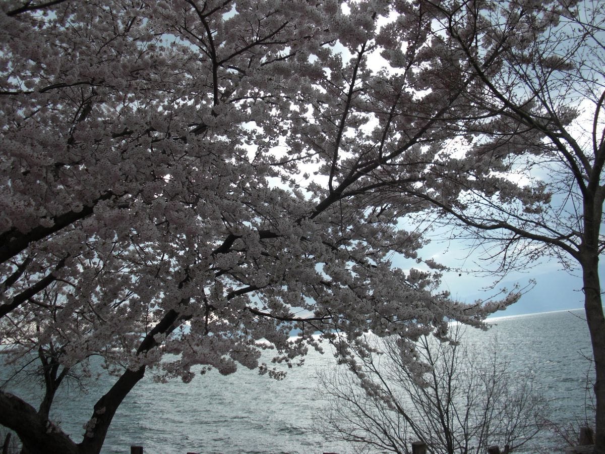 満開の桜（宮が浜と沖島）