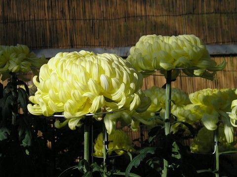 神奈川県菊花大会開催！