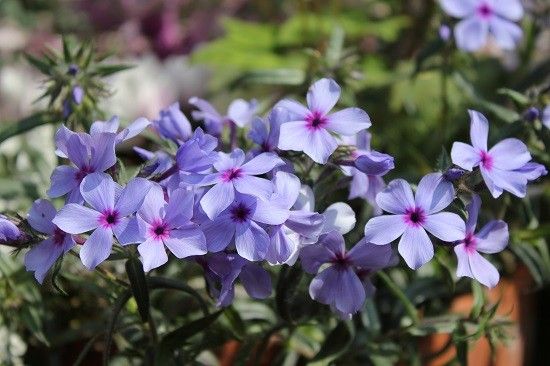 今日の花は青！