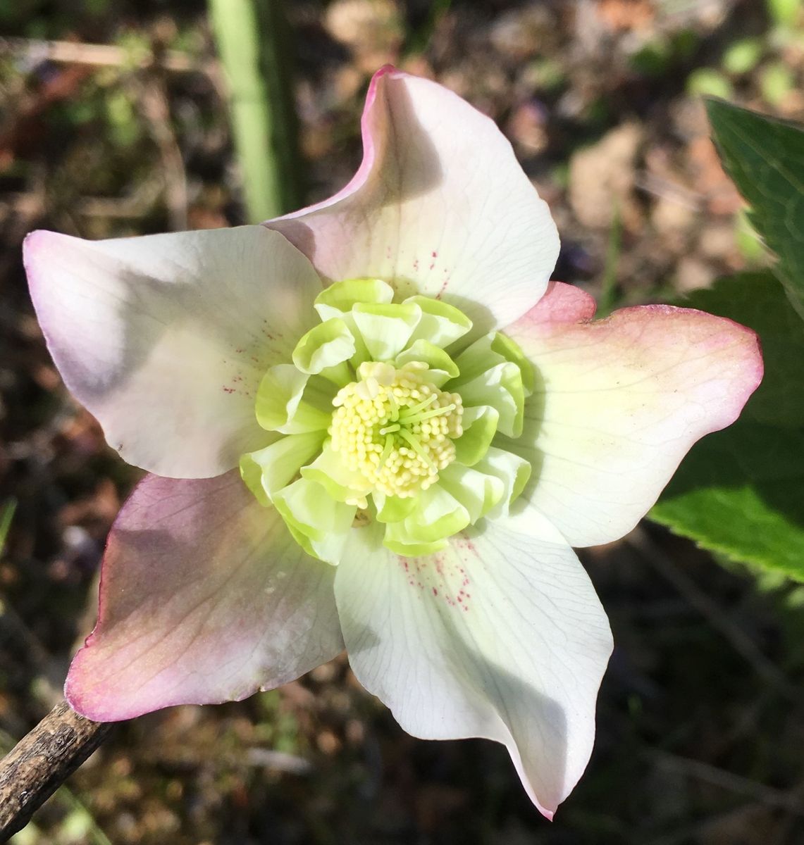 アリス、開花