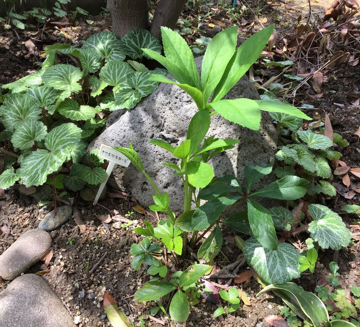 アリス、開花