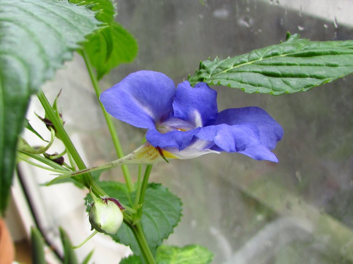 青いツリフネソウImpatiens namchabarwensis開花