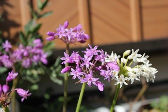 今度は紫の花