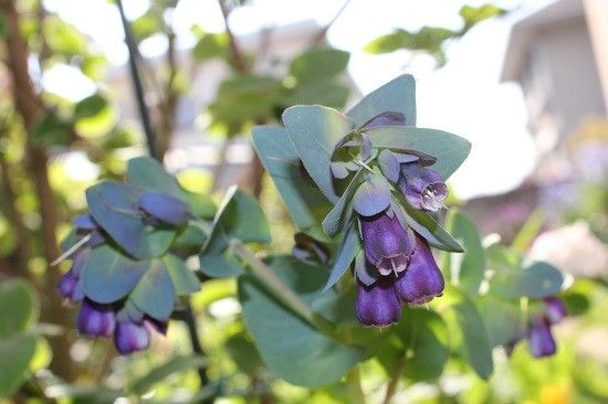 今度は紫の花