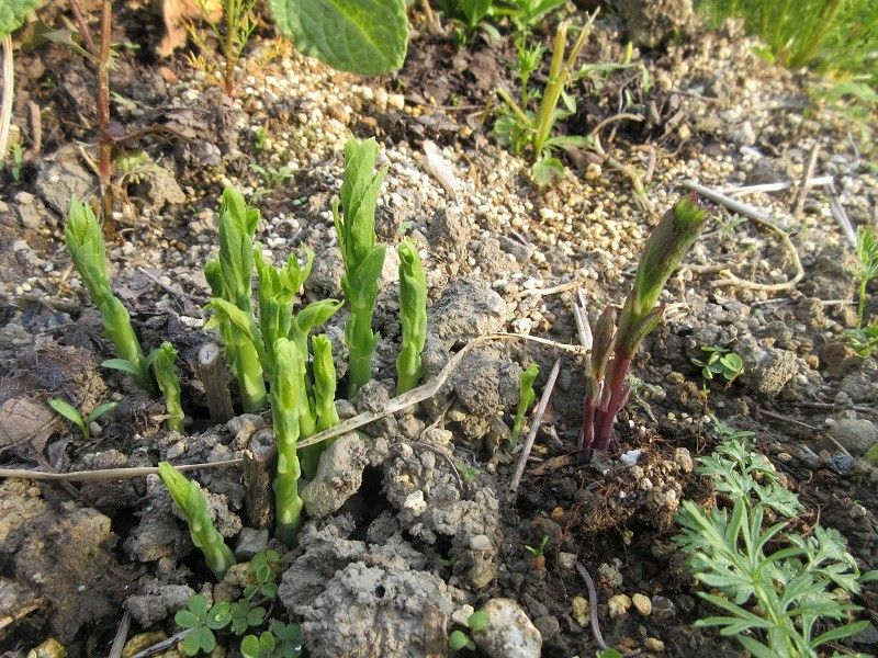 フリージア（ピンク）＆キキョウの芽と忘れな草の観察