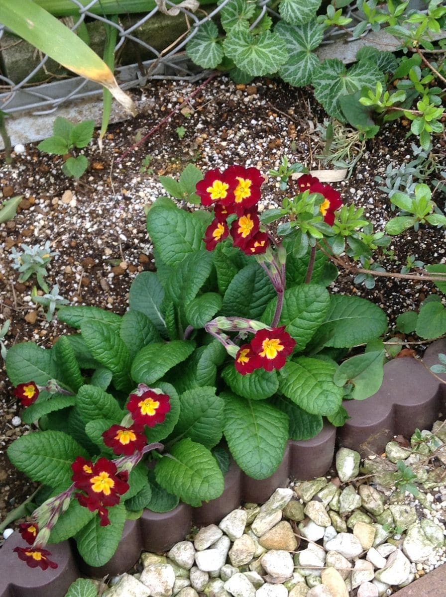 山野草花壇