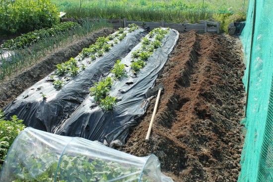 夏野菜用地