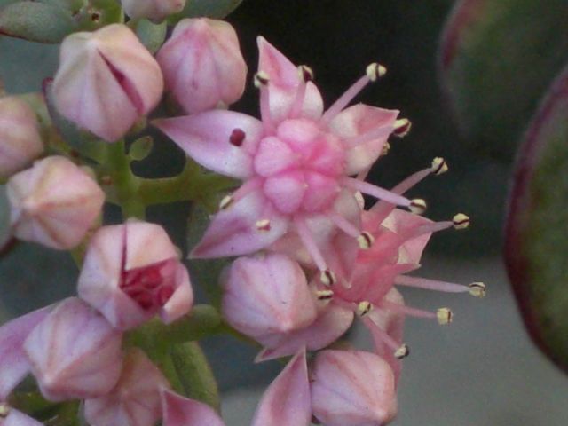 ミセバヤ君のお花