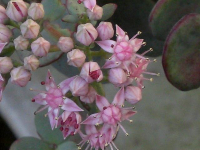 ミセバヤ君のお花