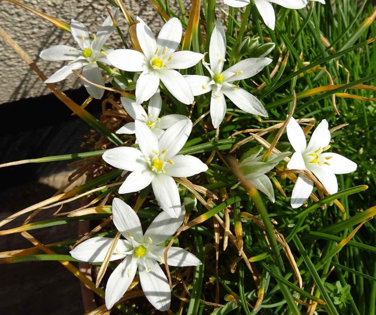 快晴と白い花