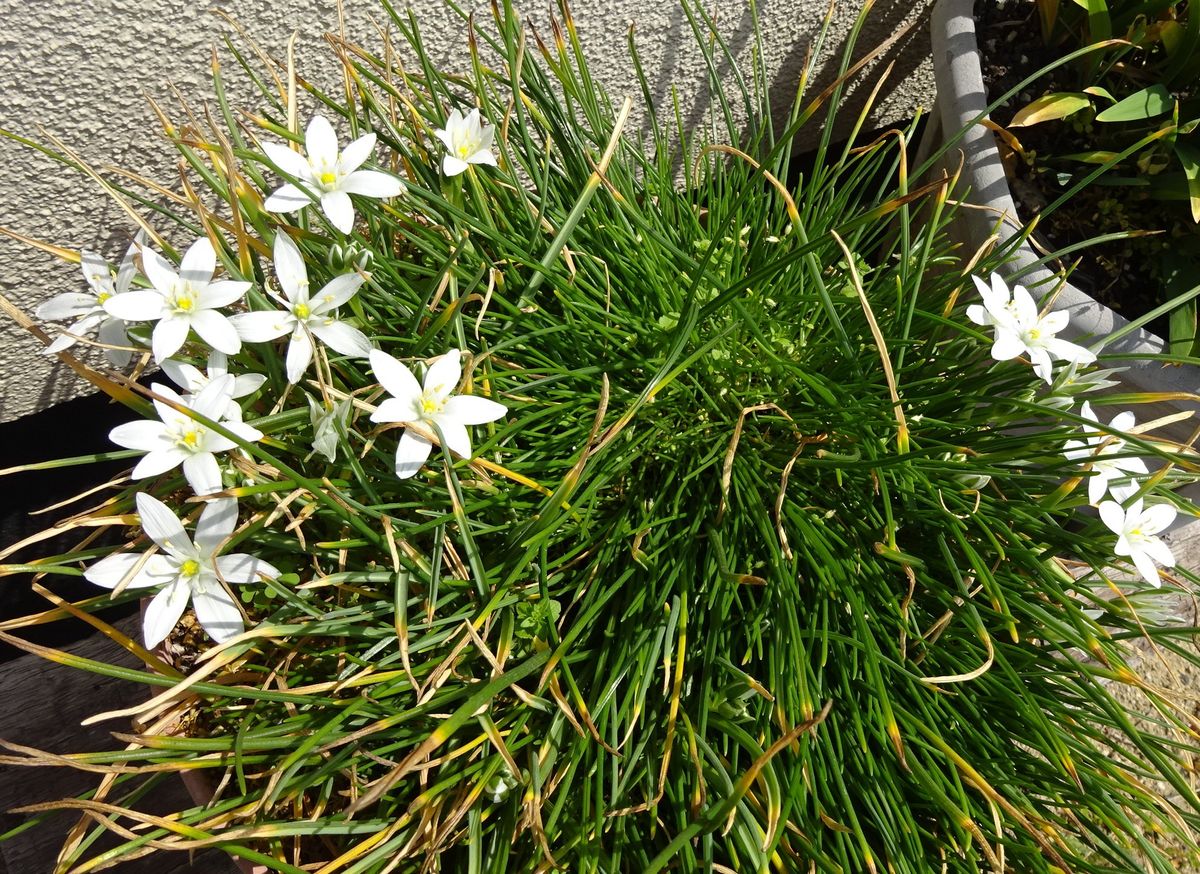 快晴と白い花
