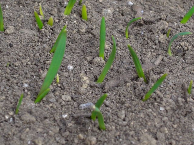 花芽？　＆　ありゃりゃの芽？