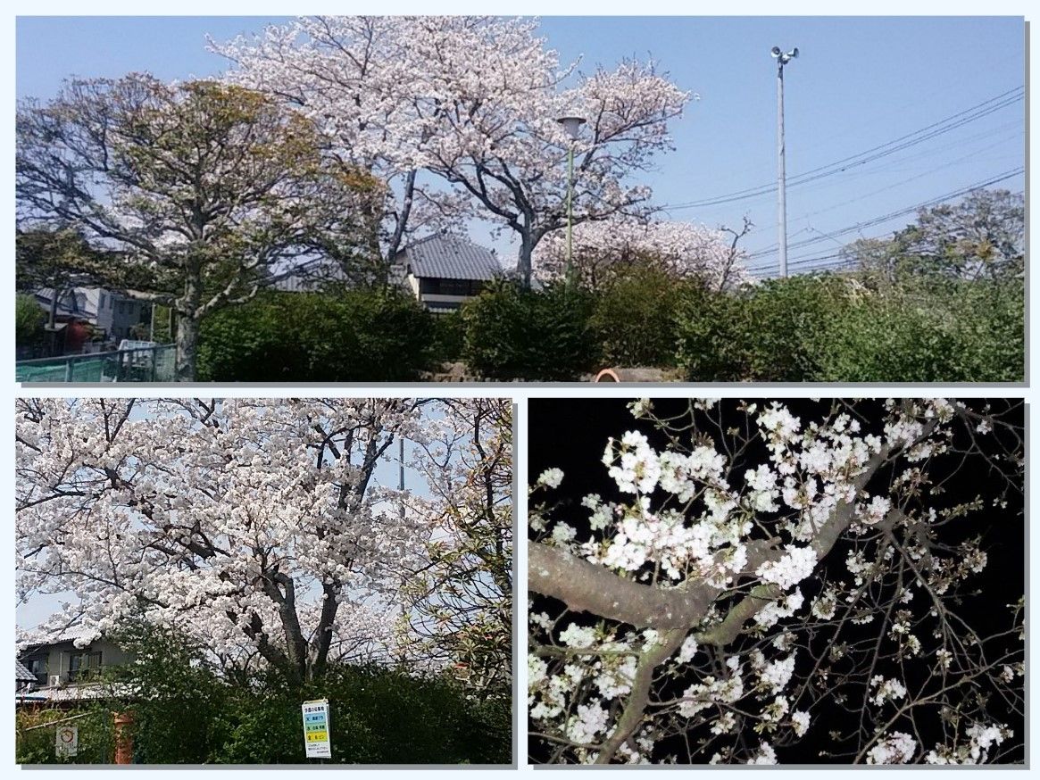 今年近くの公園で見た桜並木