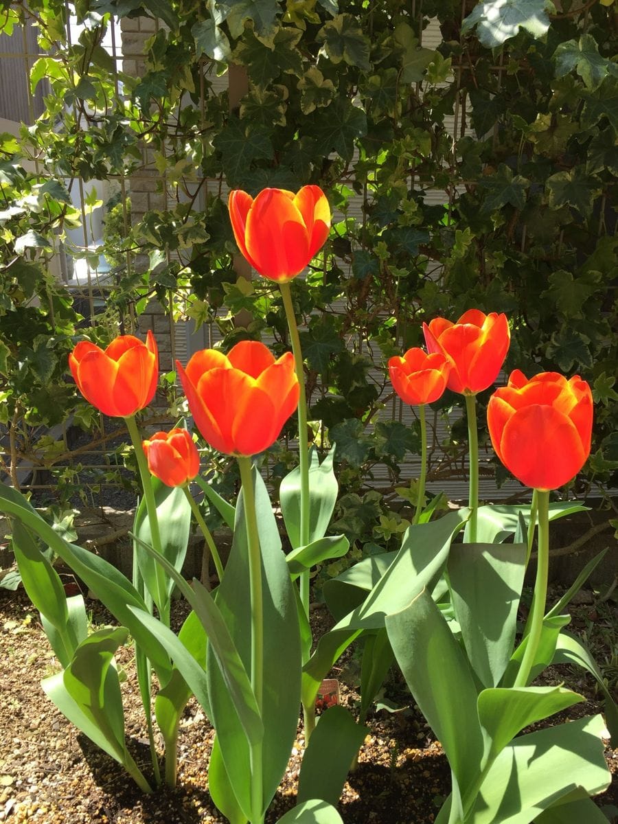 チューリップの花が満開🌷🌷🌷