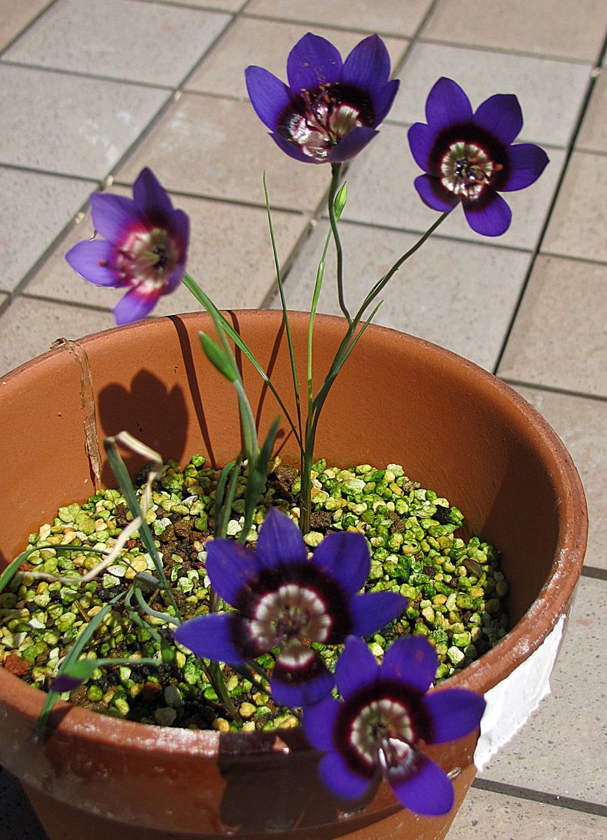 スピロキシネの花