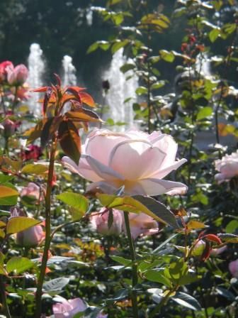 神代植物園　バラ園いってきました