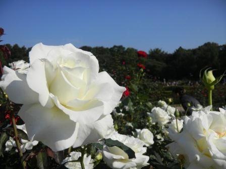 神代植物園　バラ園いってきました