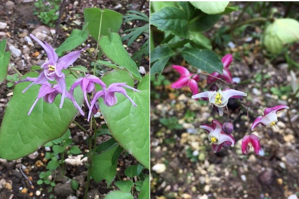 イカリソウが咲いてます