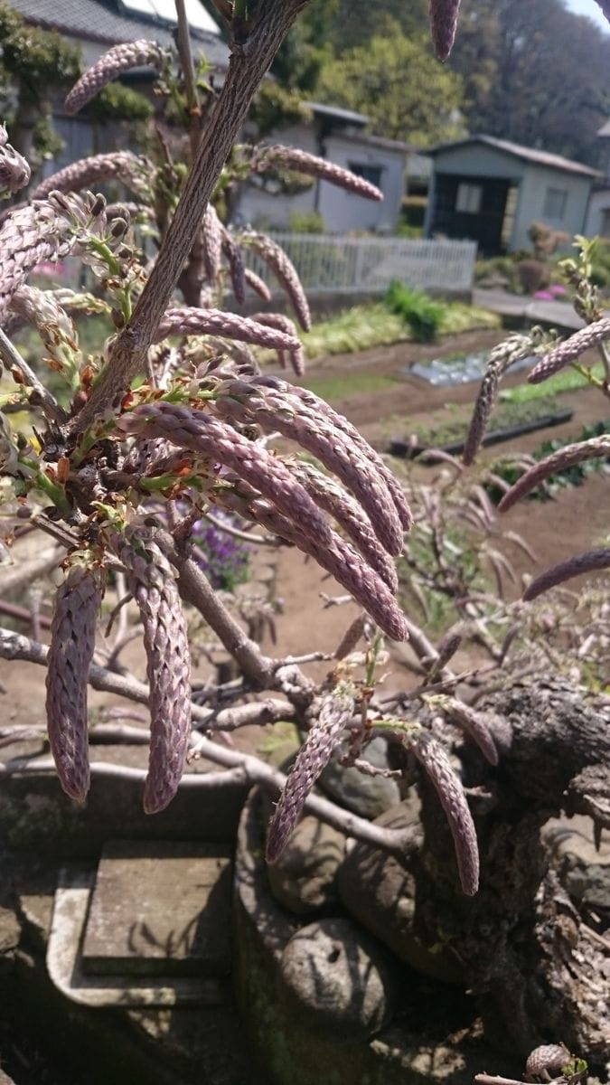 藤の花と自家製ミントのモヒート