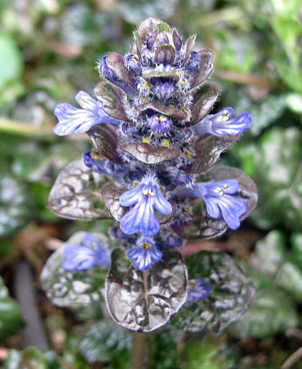 アジュガの花も始まって