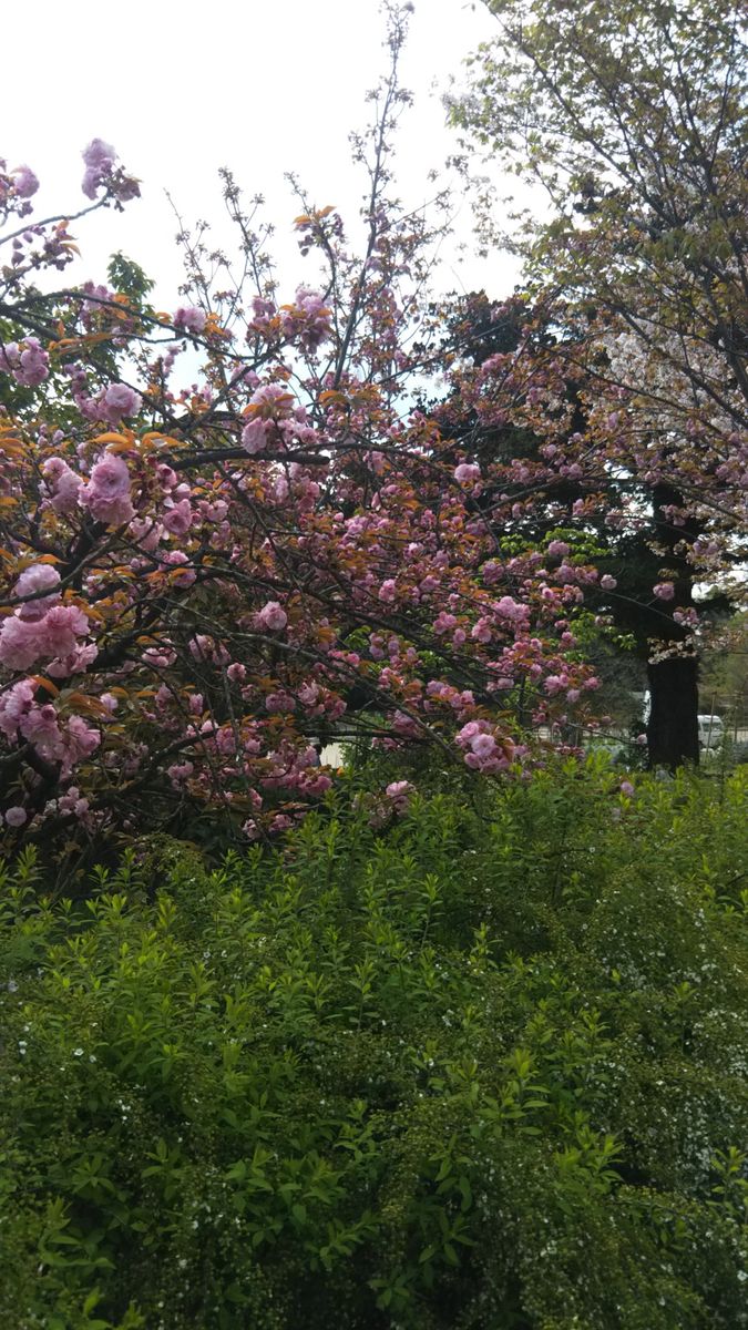 京都府立植物園です