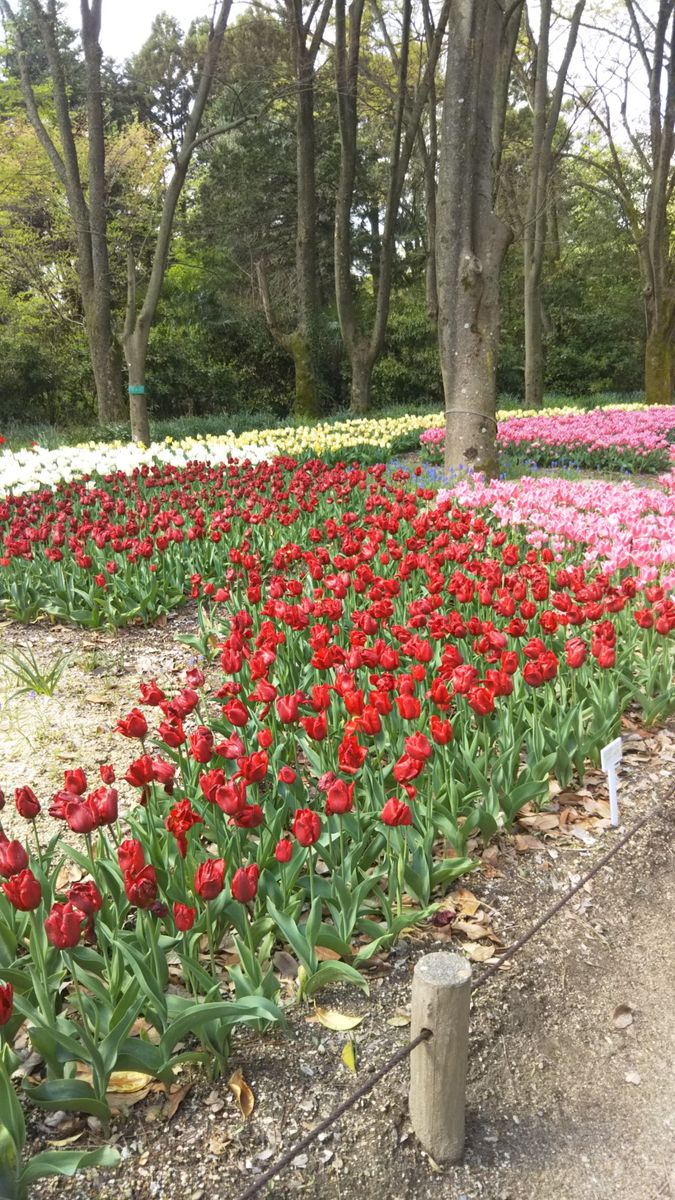 京都府立植物園です